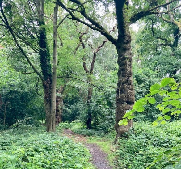 A narrow dirt path winding through a lush, green forest with tall trees and dense foliage on either side.