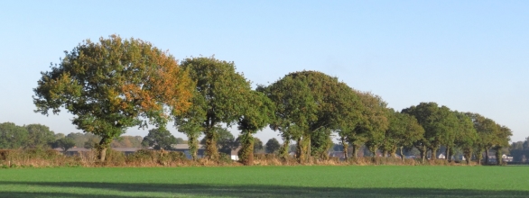 Landscape photograph showing a rural field bordered by mature trees under a clear blue sky. Green crops, some autumnal foliage and distant farm buildings convey a tranquil countryside setting.