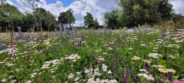 Photograph showcasing a diverse wildflower meadow filled with white, purple, pink and yellow blooms. Tall grasses, scattered wooden supports, mature trees and bright blue sky frame a created meadow scene.