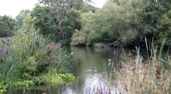 Photograph of a tranquil wetland landscape, with a lake surrounded by dense vegetation. Foreground purple reeds and bulrushes frame calm water with three water birds. The mature trees hanging over the water's edge with some fallen branches, add natural detail.