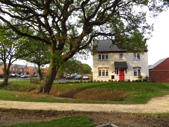 Photograph showing a residential streetscape with a large mature oak tree beside a detached cream house. Red front door, grey tiled roof, brick outbuilding, parked cars, neighbouring homes and grassy verge create suburban setting.